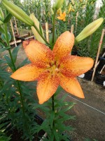 [5093 Longwood No02.JPG]